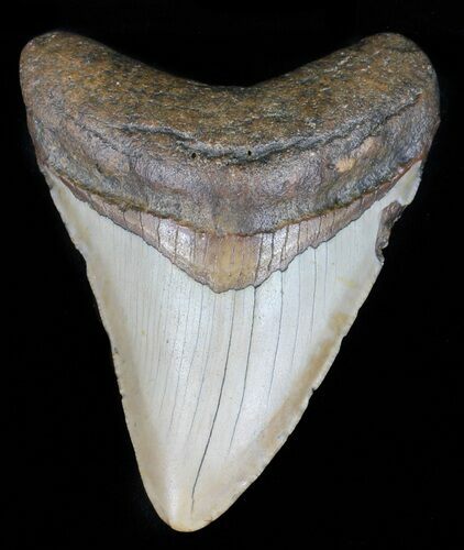 Bargain, Megalodon Tooth - North Carolina #59124